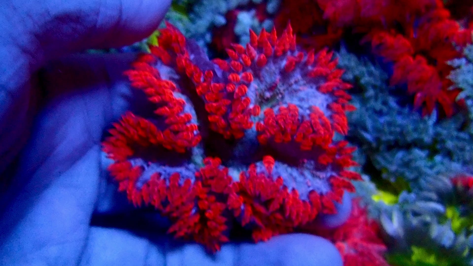 Ultra Rock Flower Anemone - Rouge et Bleu
