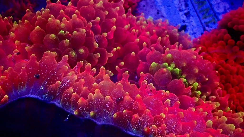 RS Queen Glitter Bubble Tip Anemone