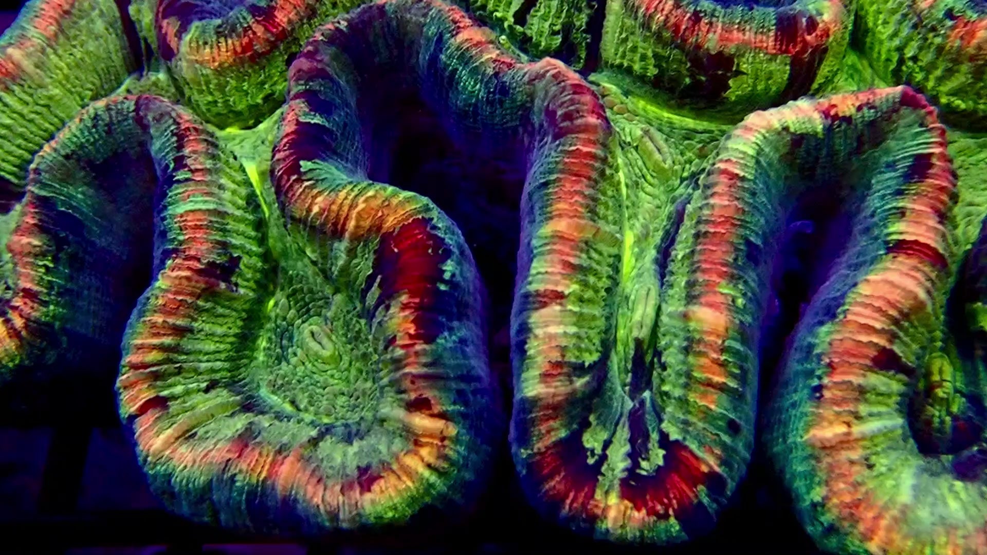 Trachyphyllia Geoffroyi Multicolore - Corail LPS Premium | ReefSolution