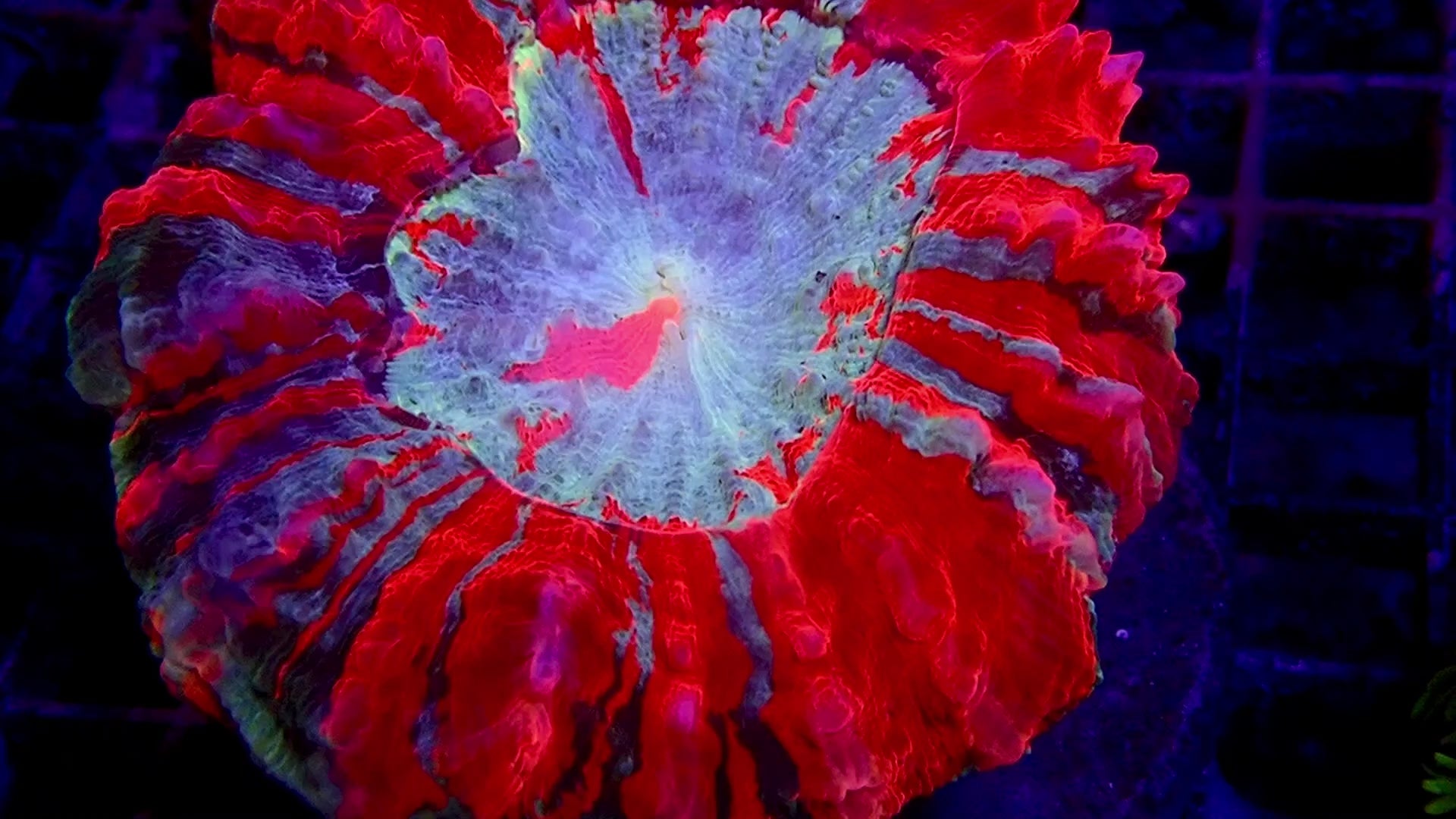 Doughnut Coral - Multi