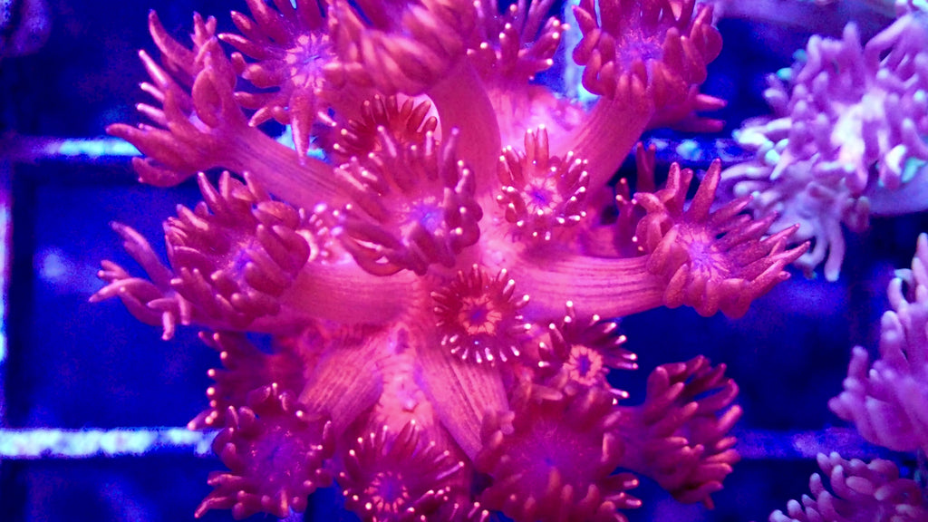 Bubble Gum Pink Goniopora