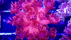 Bubble Gum Pink Goniopora