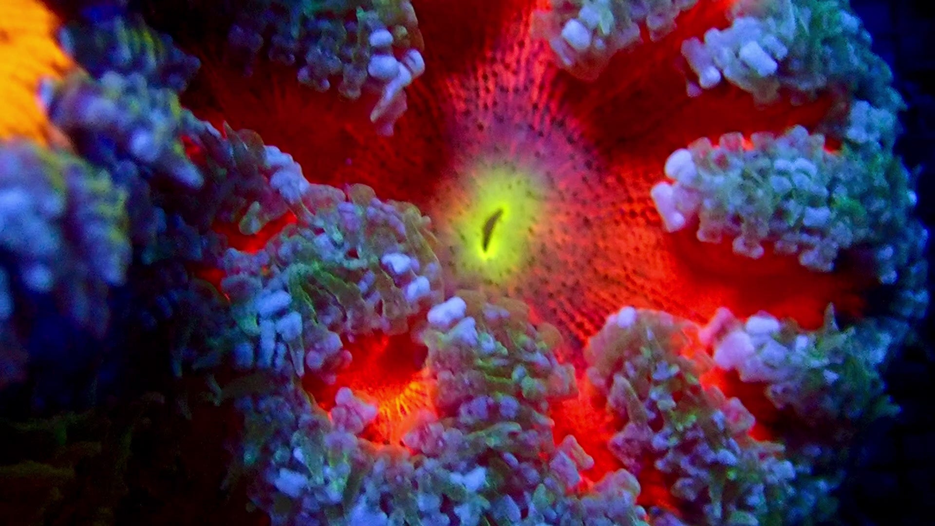 Ultra Rock Flower Anemone - Flaming Red