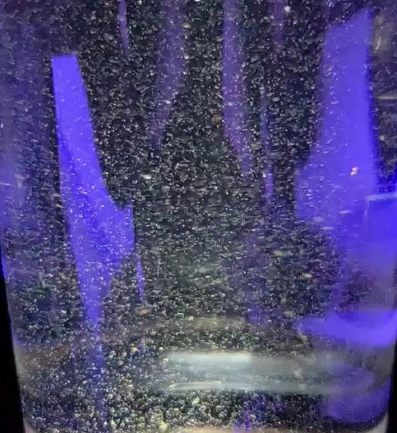 Copépodes vivants en mouvement dans bouteille 500ml - Zooplancton pour aquarium récifal
