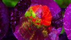 Ultra mini Scolymia