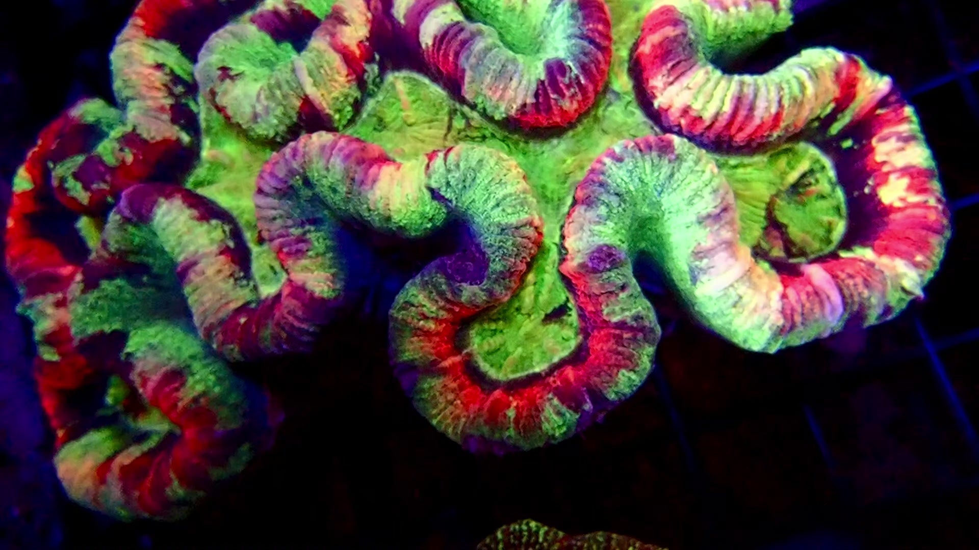 Trachyphyllia Geoffroyi Multicolor