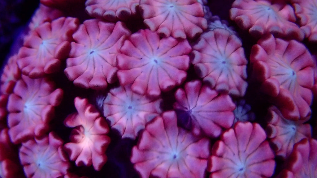 Alveopora Ultra frag