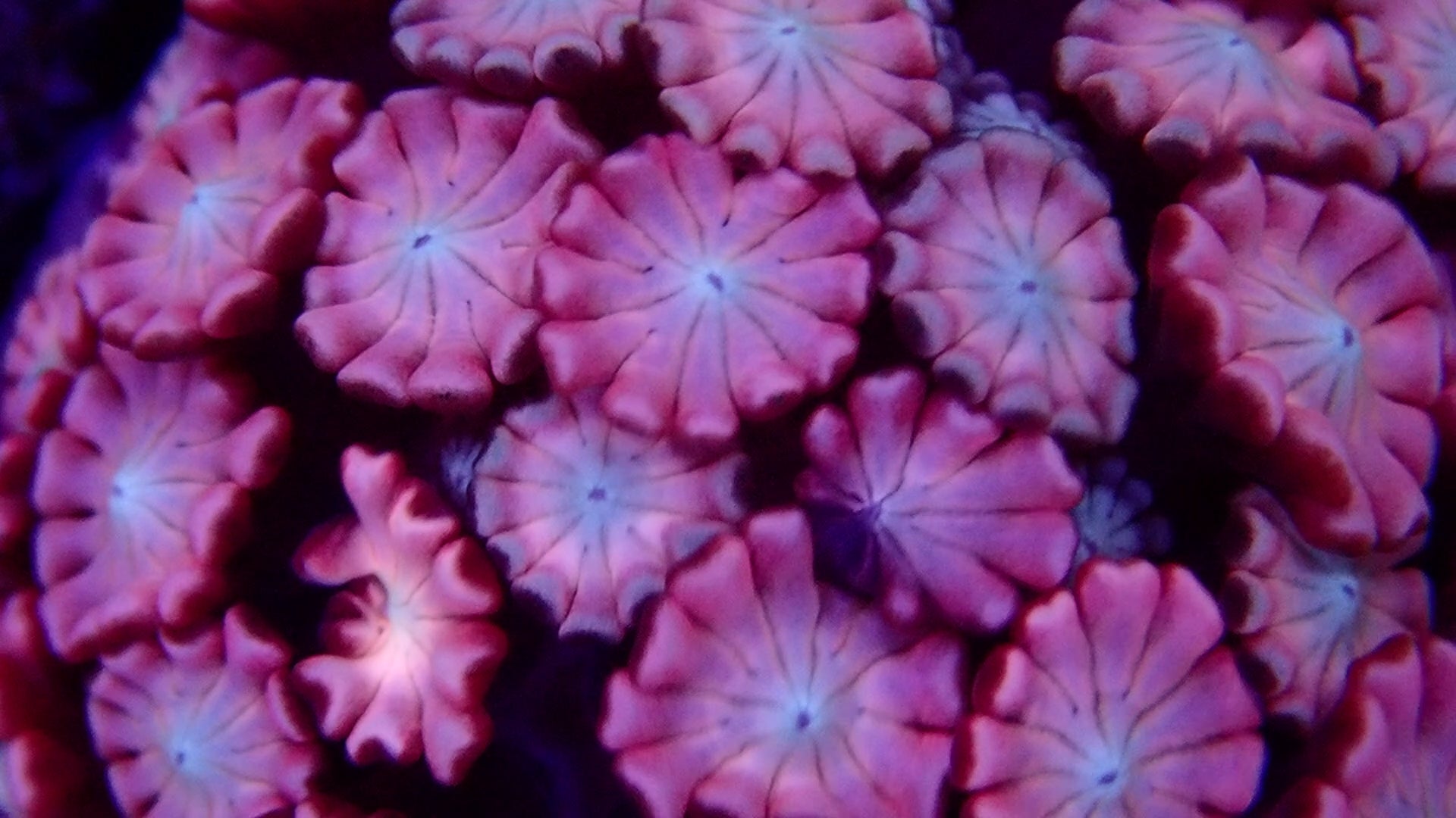 Alveopora Ultra frag