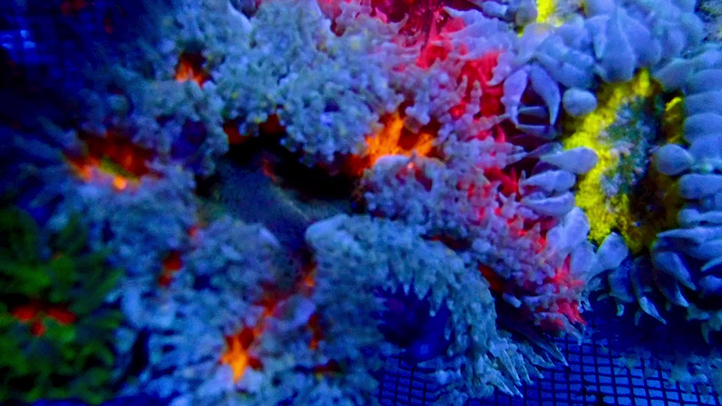 Ultra Rock Flower Anemone