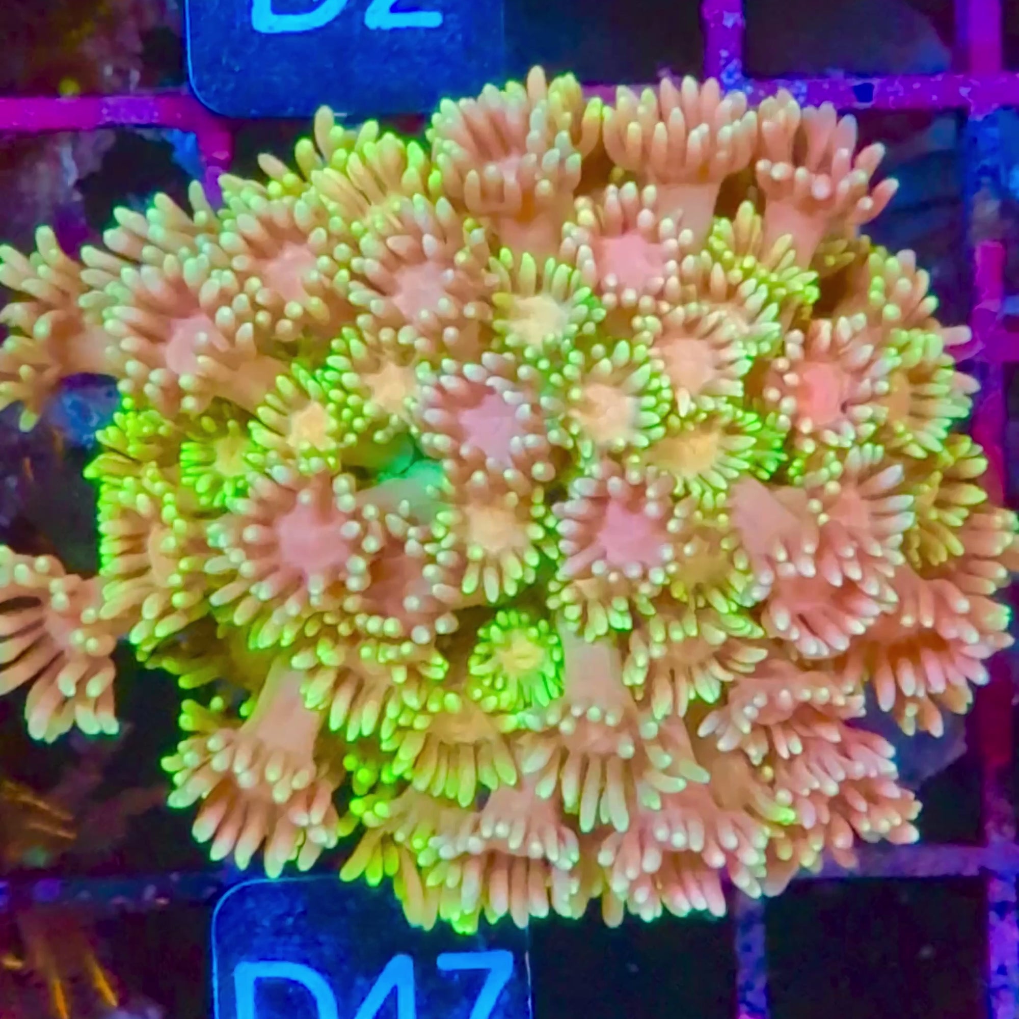 Goniopora Jewel Rainbow Small Colony