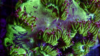 Elegance Coral