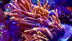 Colorado Sunburst Bubble Tip Anemone