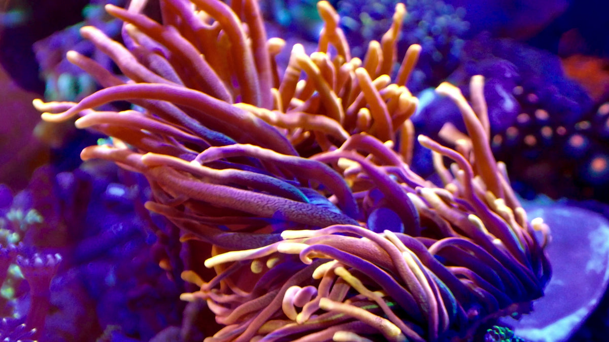 Colorado Sunburst Bubble Tip Anemone