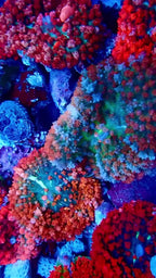 Saint Thomas Mushroom