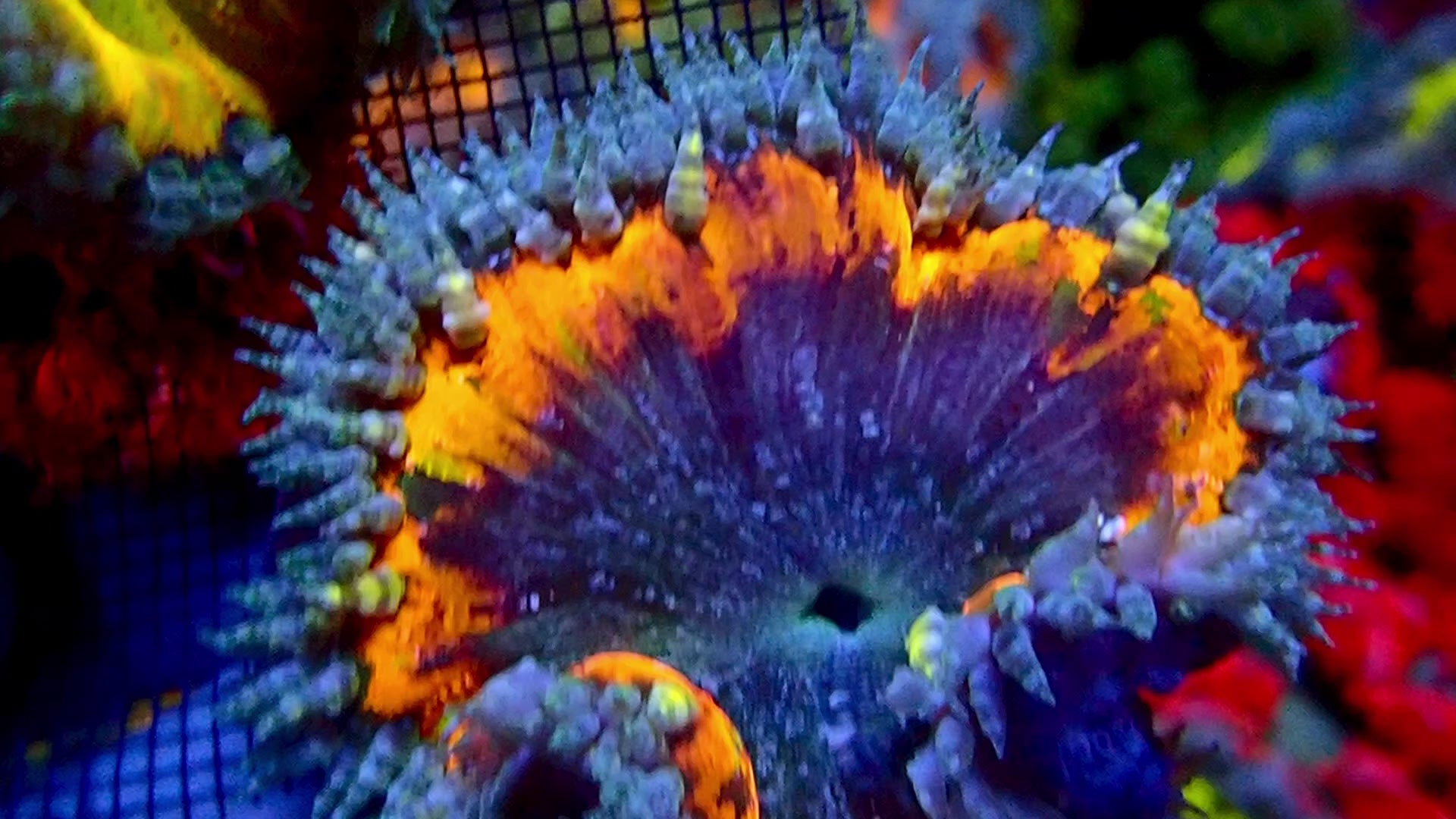 Ultra Rock Flower Anemone - Violet et Orange