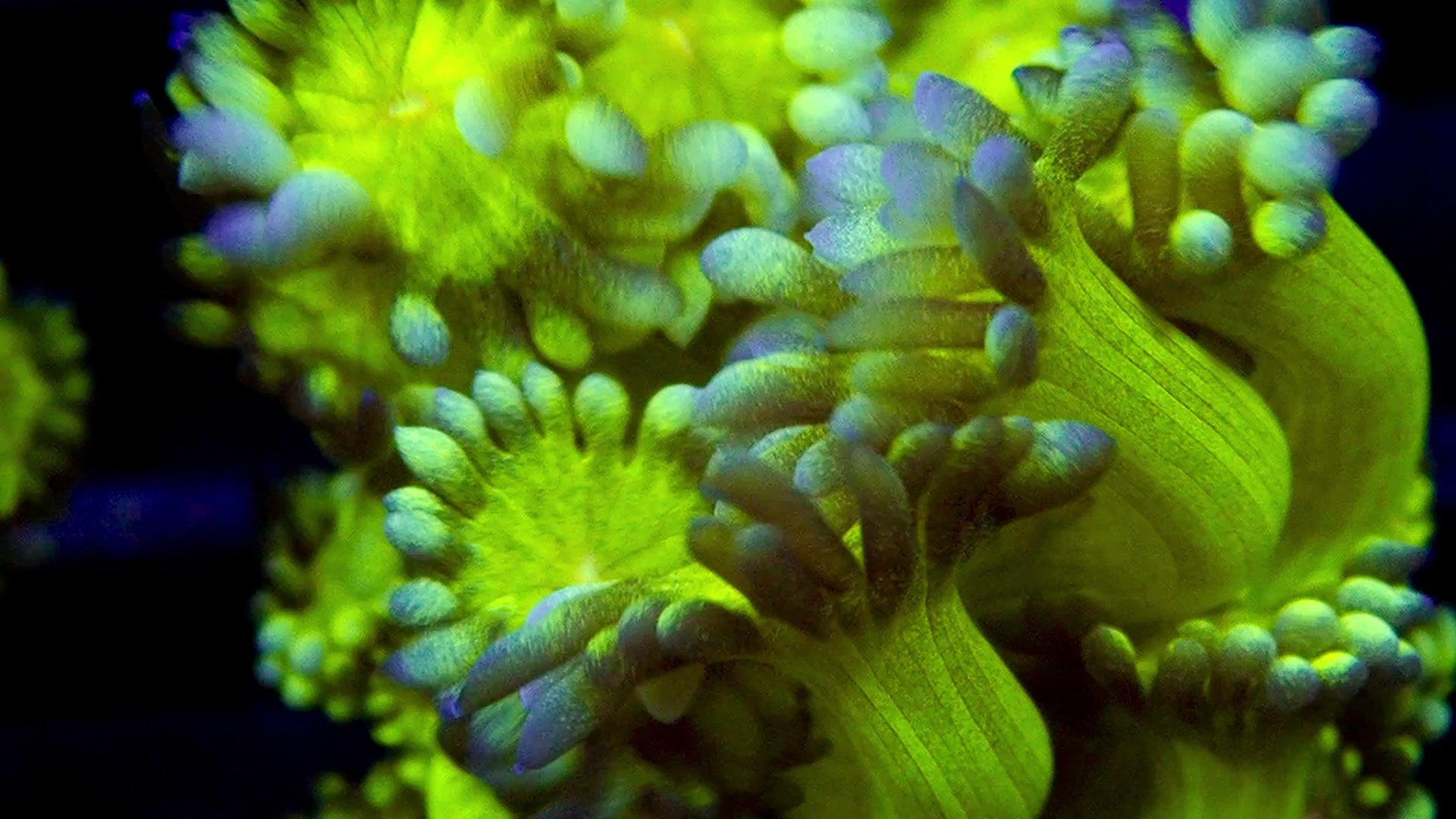 Goniopora Ultra frag