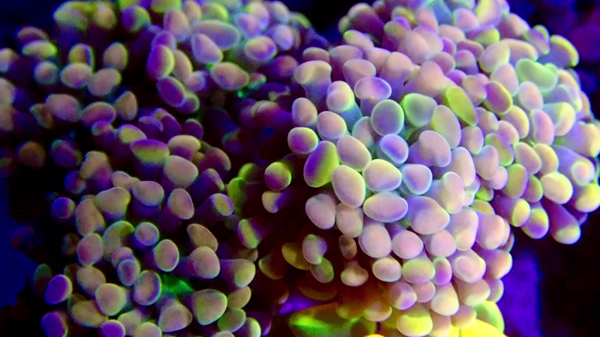 Holy Grail Branching Hammer Par Tete