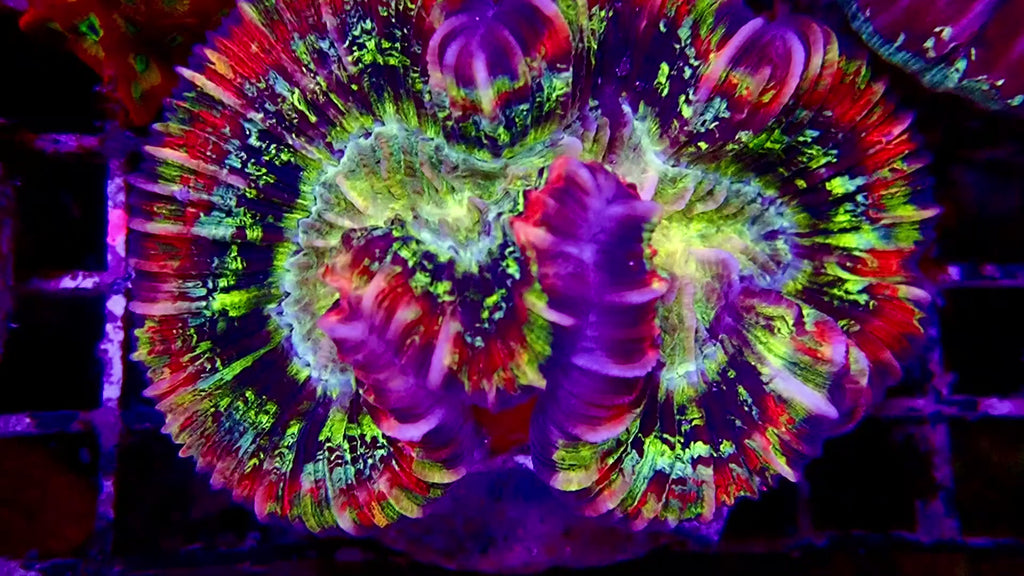 Multicolor Trachyphyllia