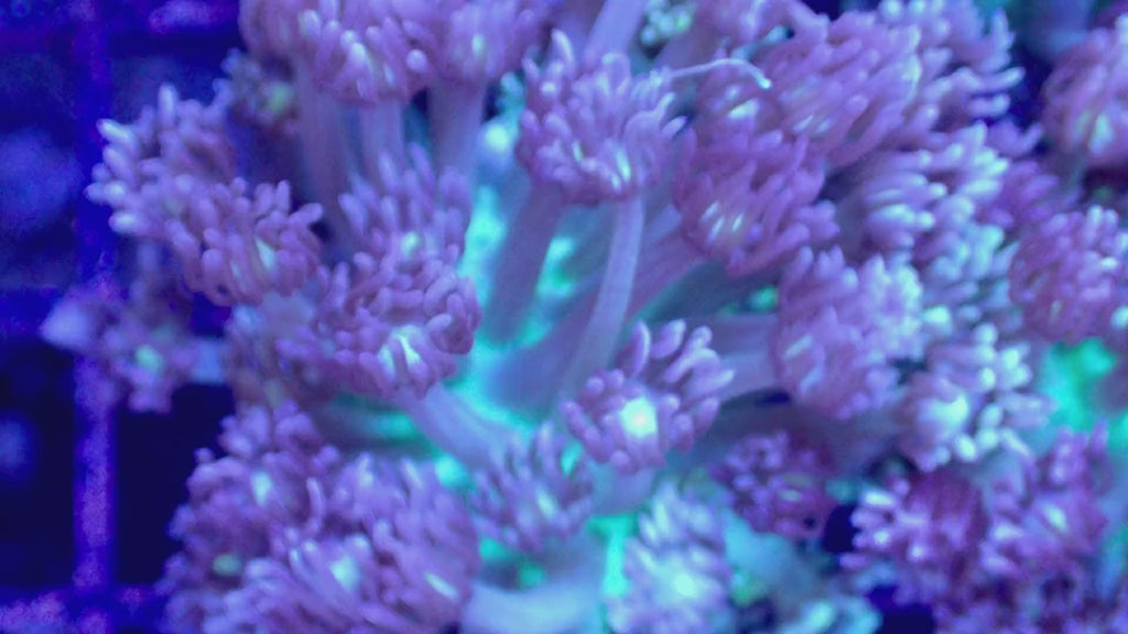 Vidéo du frag de Goniopora Ultra lilas pastel en mouvement, corail fleur LPS - ReefSolution