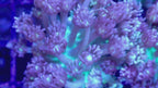 Vidéo du frag de Goniopora Ultra lilas pastel en mouvement, corail fleur LPS - ReefSolution