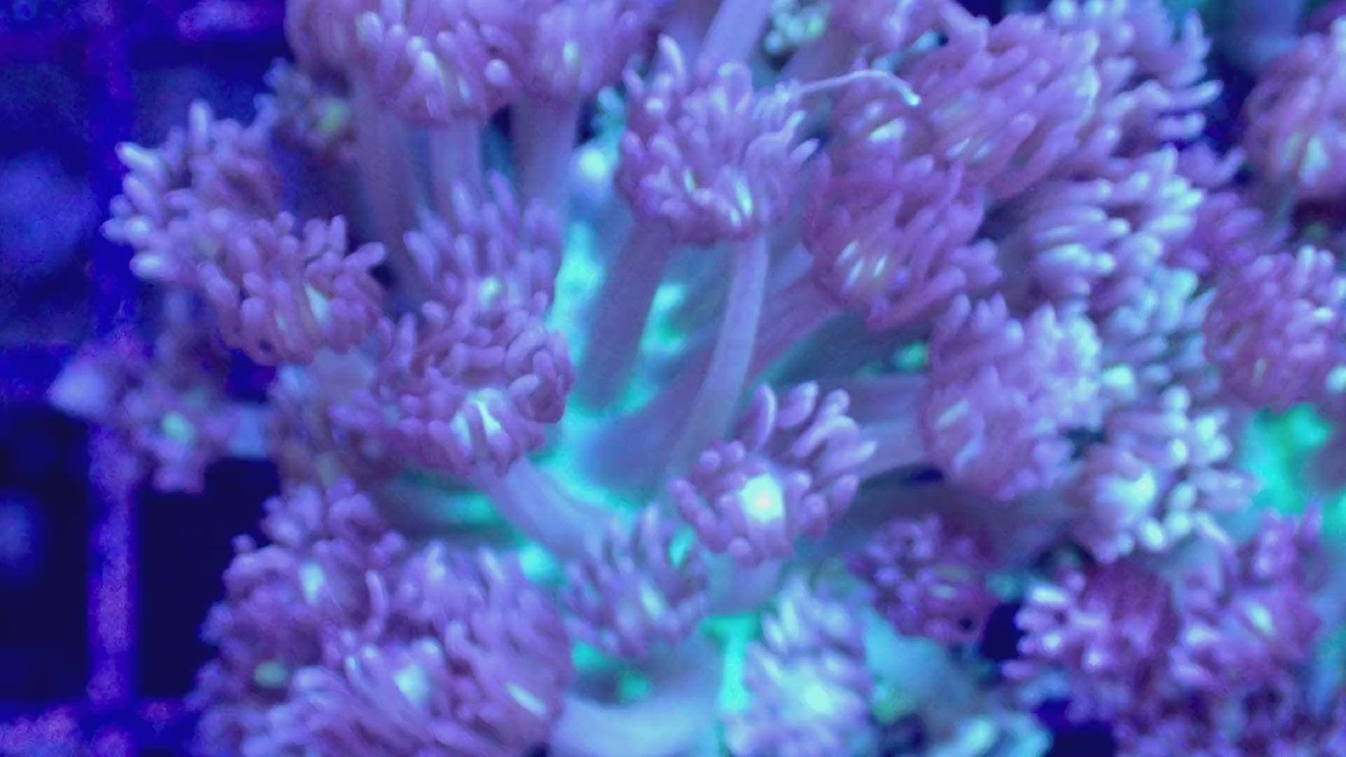 Vidéo du frag de Goniopora Ultra lilas pastel en mouvement, corail fleur LPS - ReefSolution