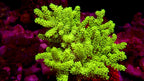 Australian Neon Kenya Tree