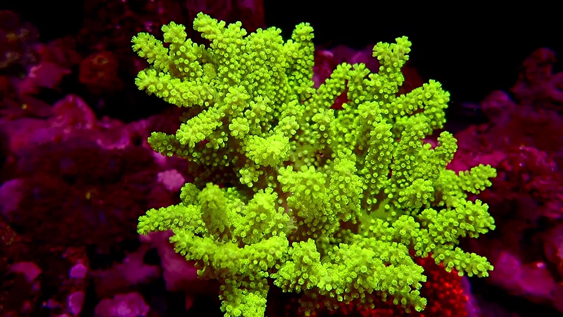 Australian Neon Kenya Tree