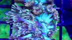 Goniopora Ultra Frag — Teal and Pink Flowerpot LPS Coral for Reef Aquariums