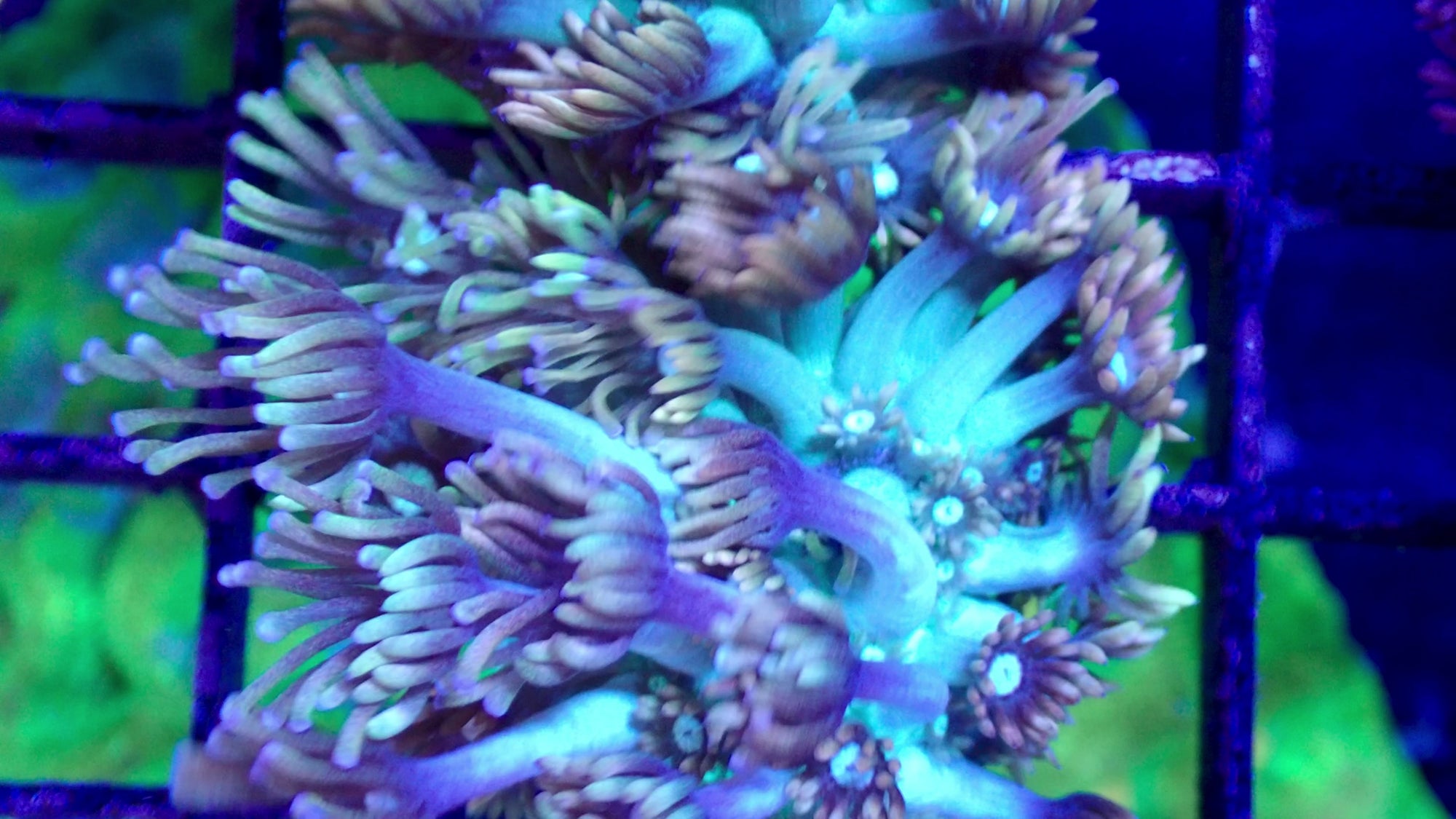 Goniopora Ultra Frag — Corail Fleur LPS Turquoise et Rose pour Aquarium Récifal