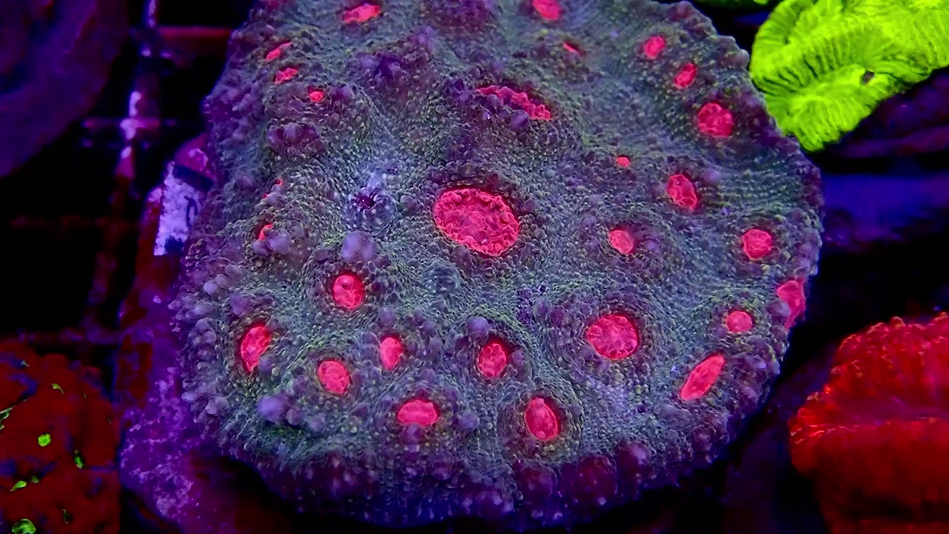 Pink eye Chalice Echinophyllia colony