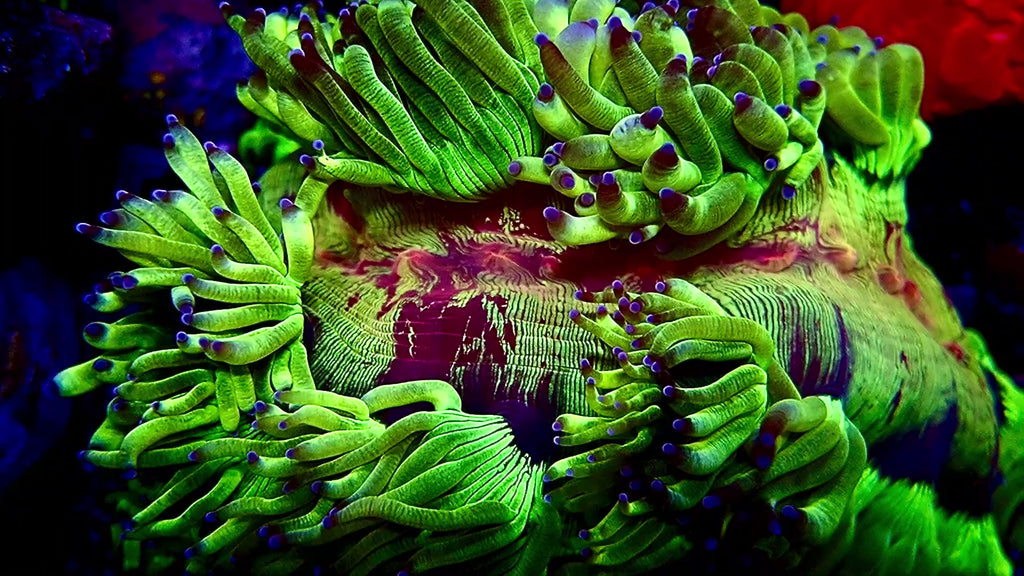 Elegance Red Mouth Coral