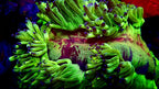 Elegance Red Mouth Coral