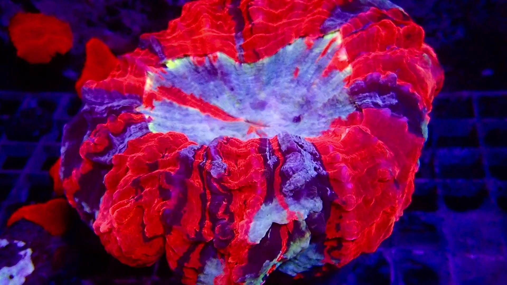 Doughnut Coral - Multi