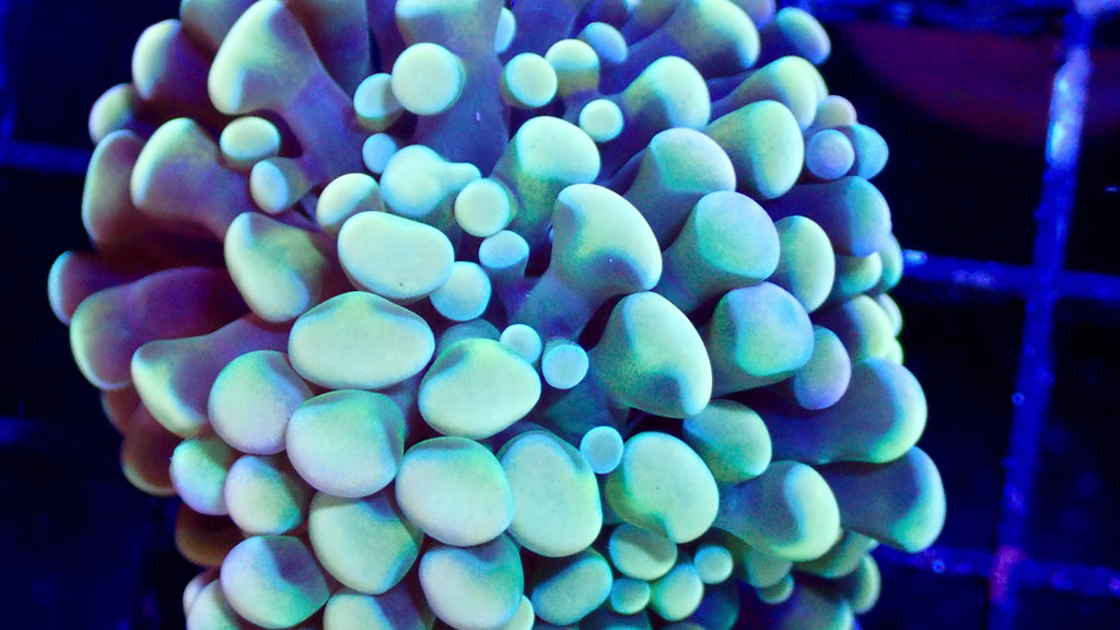 Rainbow Teal Cristata Hammer