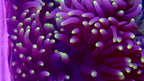 
Neon Tip Anemone