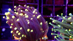 Torch Coral Cream tip