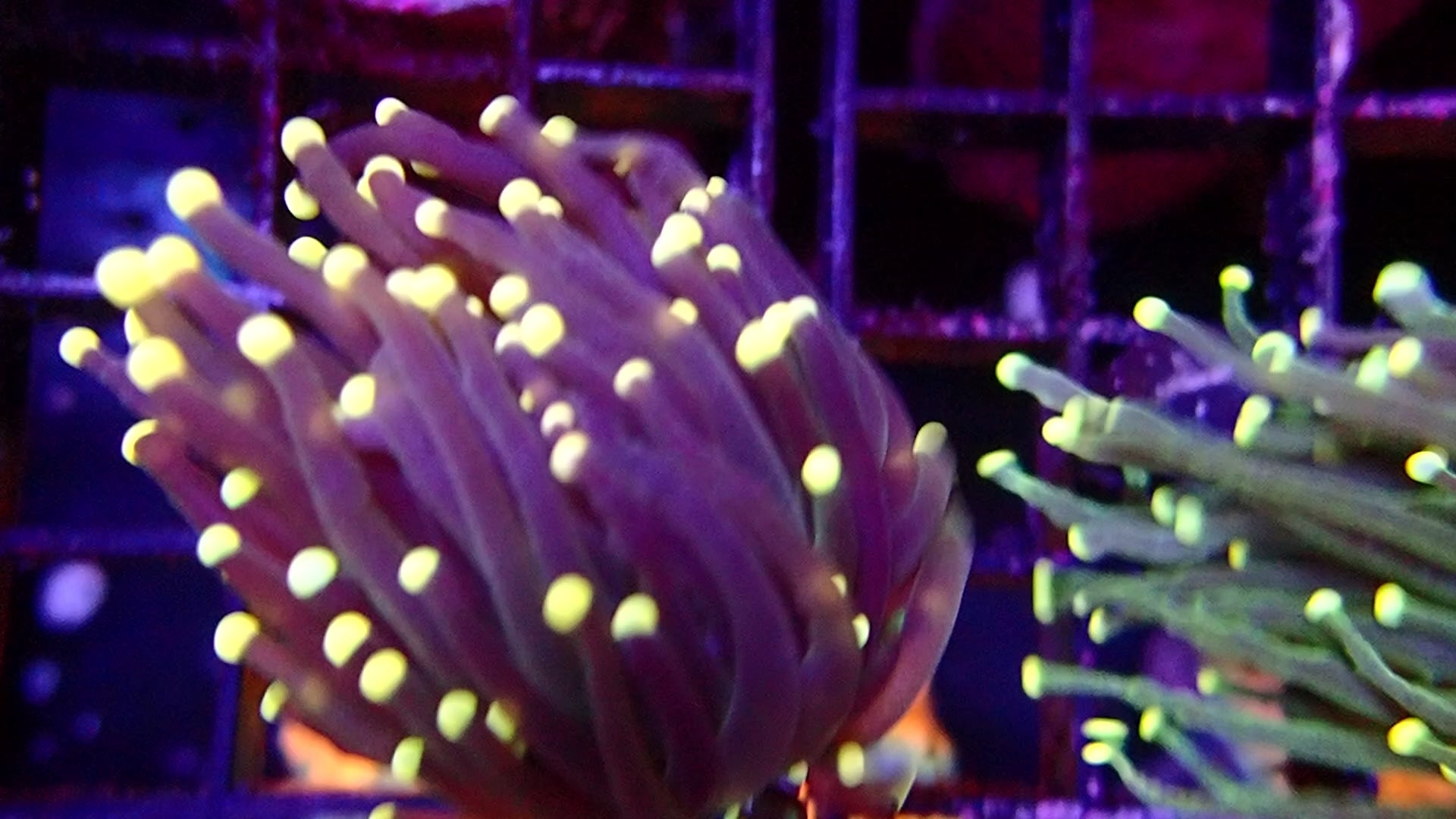 Torch Coral Cream tip