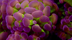 Euphyllia parancora - Fat Head Gunzo Branching Hammer Coral