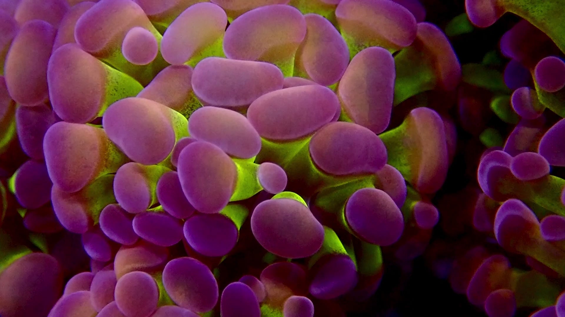 Euphyllia parancora - Fat Head Gunzo Branching Hammer Coral