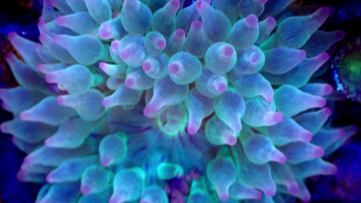 Green Tip Bubble Anemone