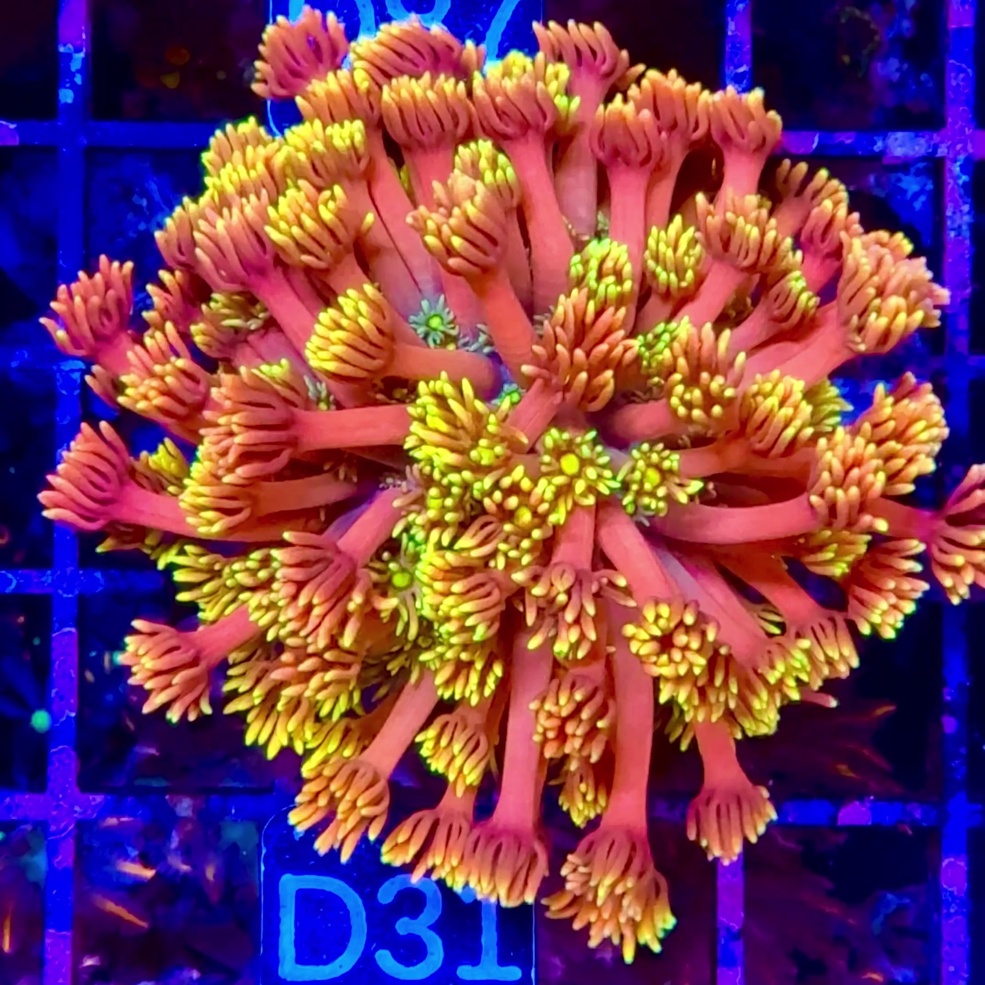 Goniopora Jewel Rainbow Fire Cracker Petite Colonie