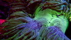 Elegance Coral