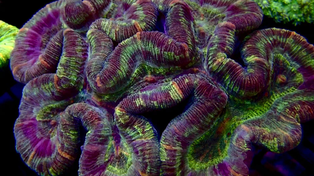 Trachyphyllia Geoffroyi