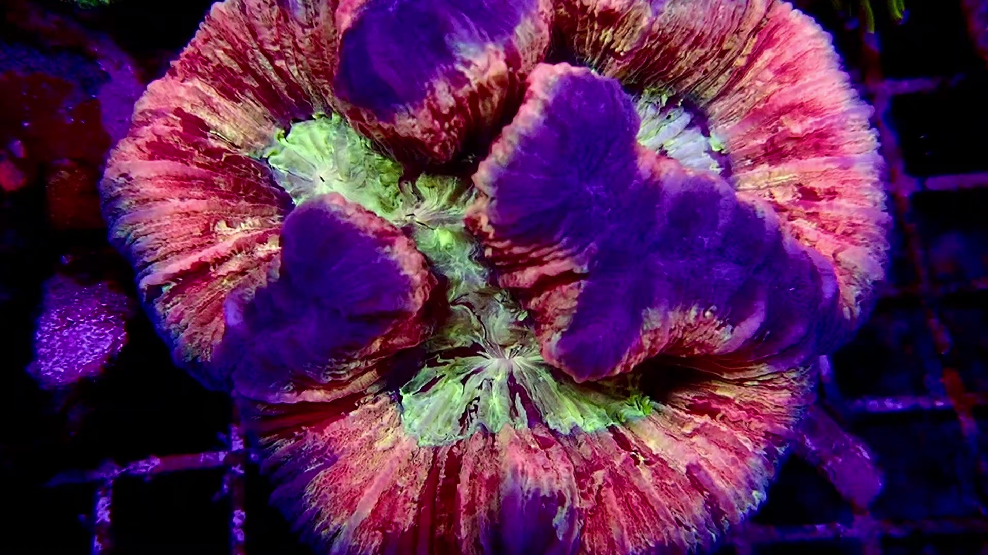 Welsophyllia Multicouleur