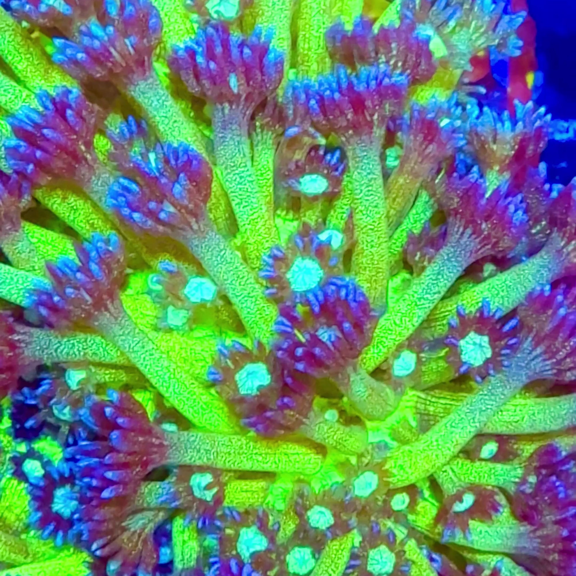 Goniopora Ultra frag