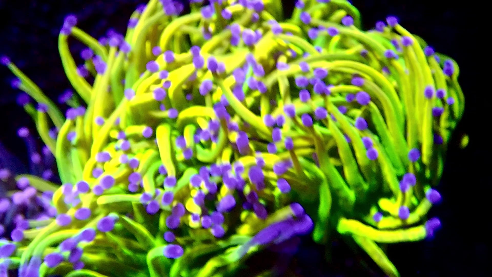 RS Holy Grail Torch par tête ( Aqua Cultivé )