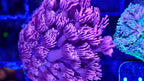 Vidéo du frag de Goniopora Purple Death en mouvement, corail fleur LPS - ReefSolution