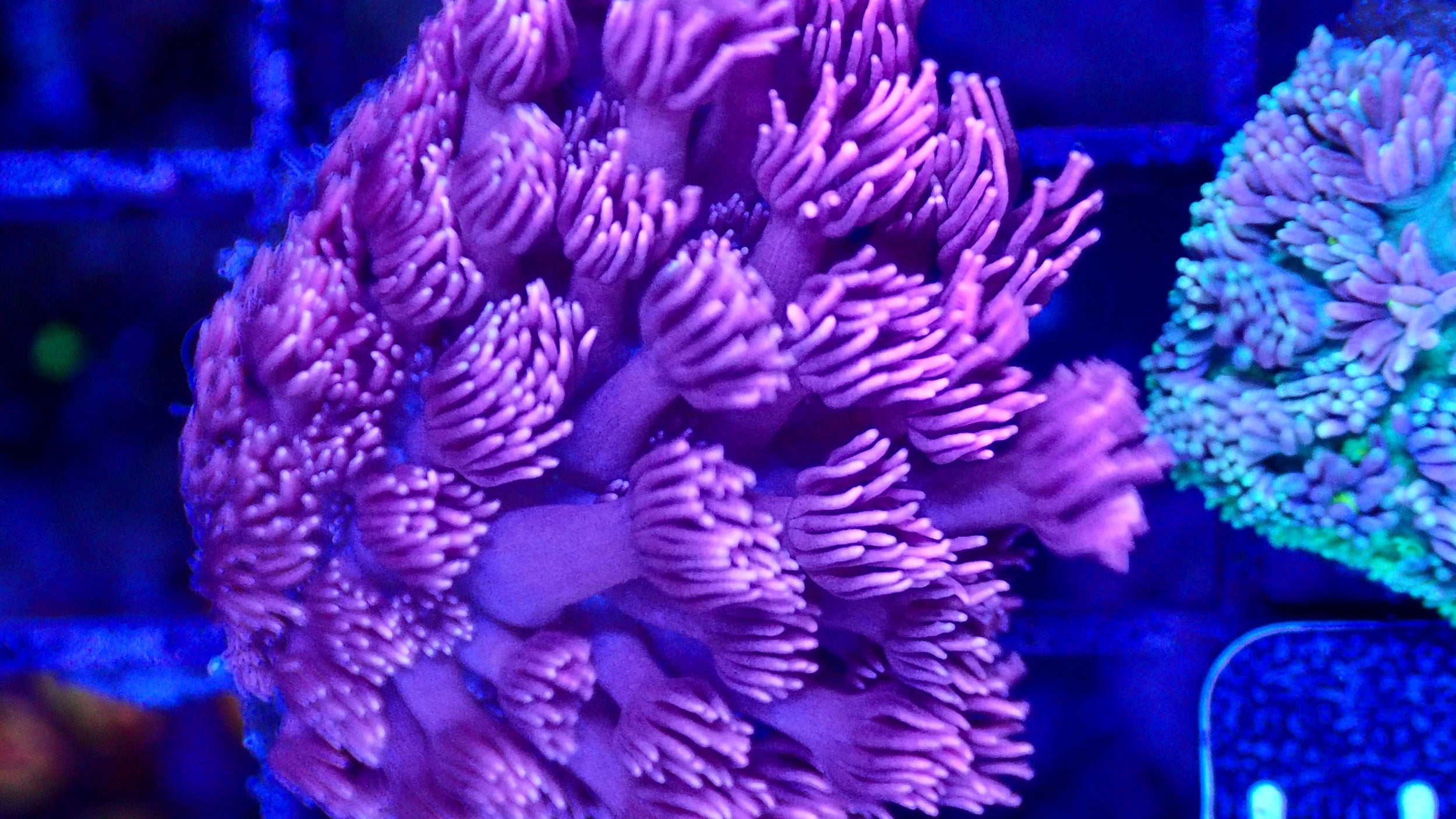 Vidéo du frag de Goniopora Purple Death en mouvement, corail fleur LPS - ReefSolution