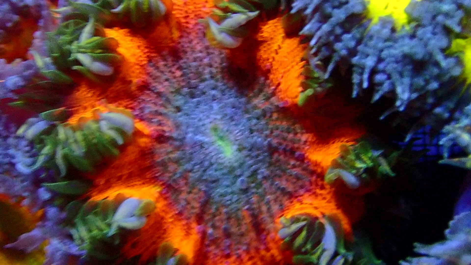 Rock Flower Anemone - Orange and teal