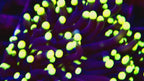 Medusa Blue Steam Yellow Tip Torch